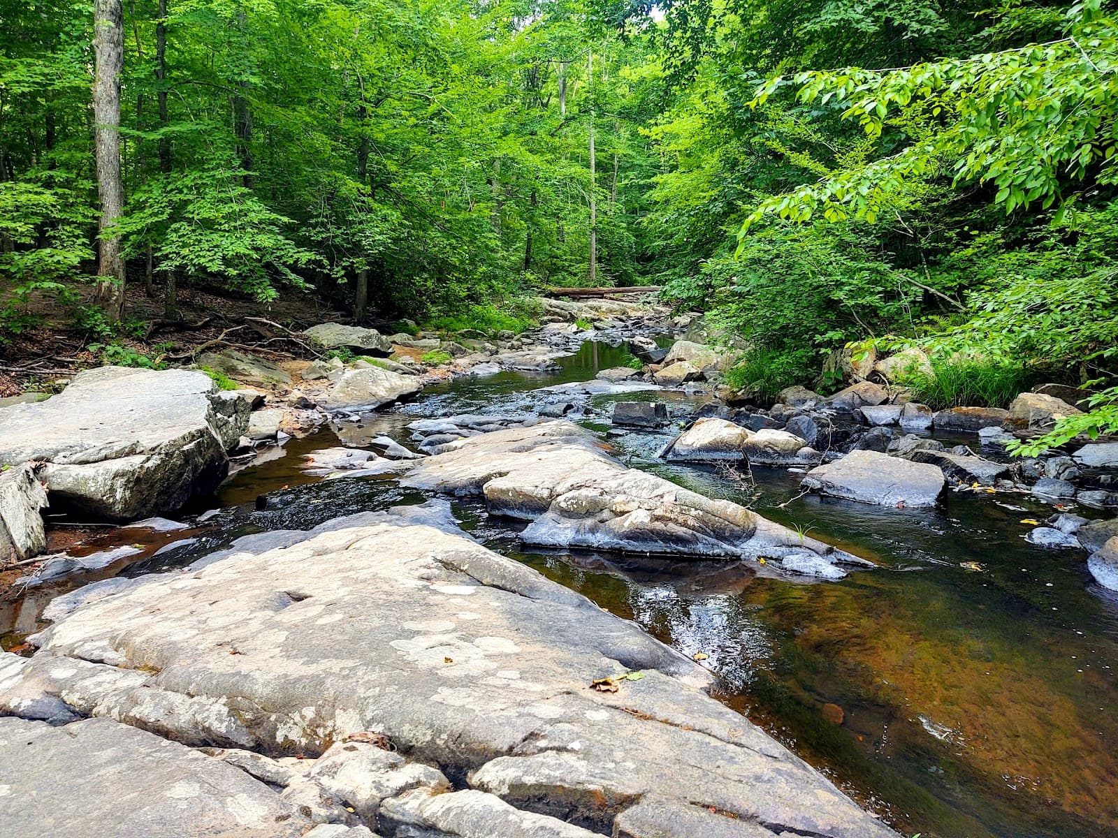 Forest Park