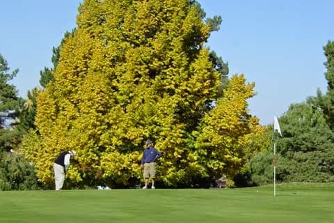 Harrington Golf & Country Club