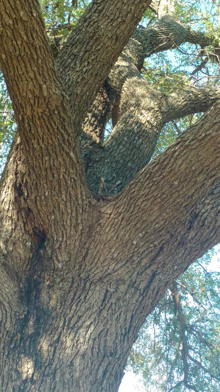 Mountain Creek Golf Club