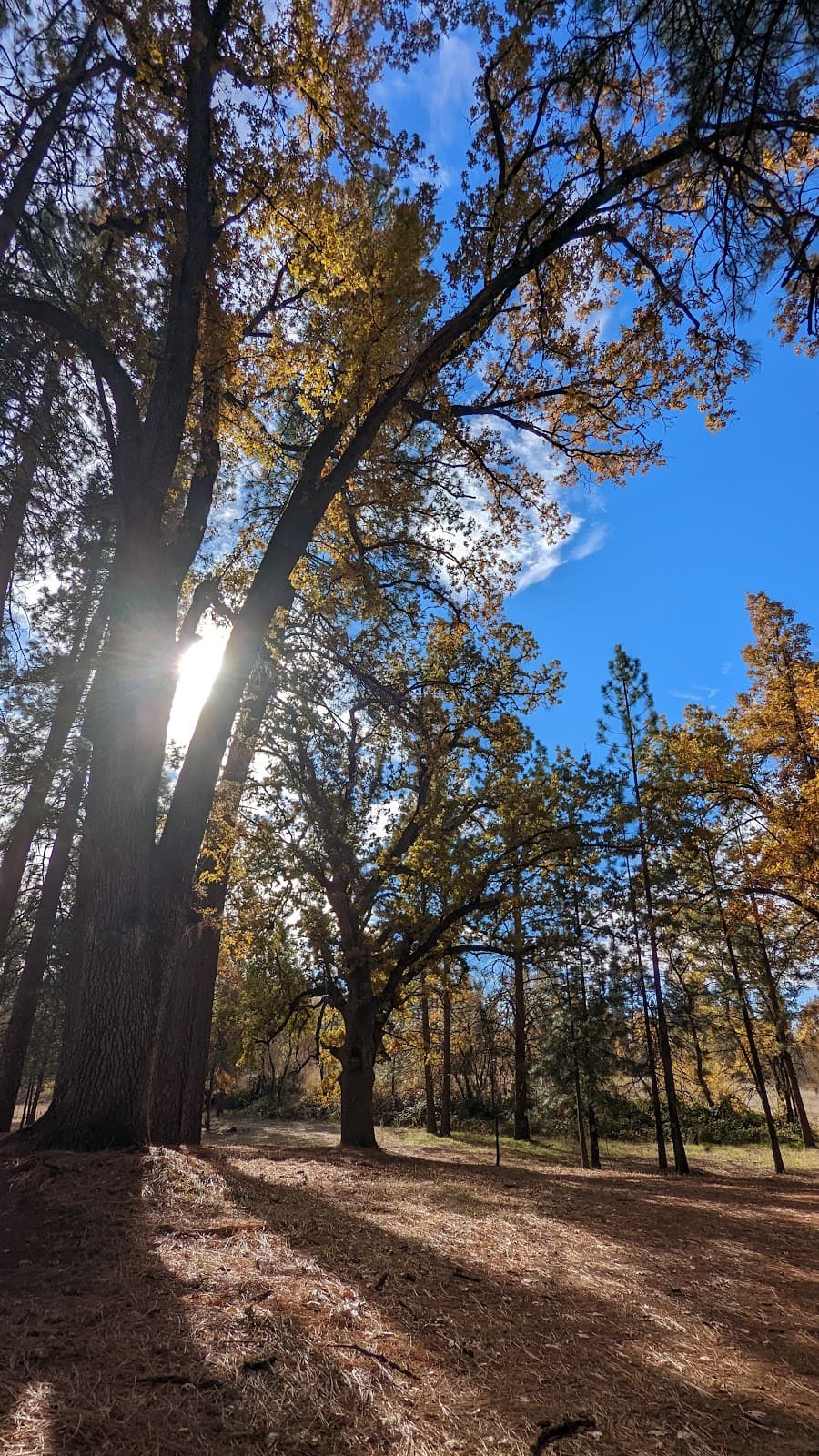Phoenix Lake