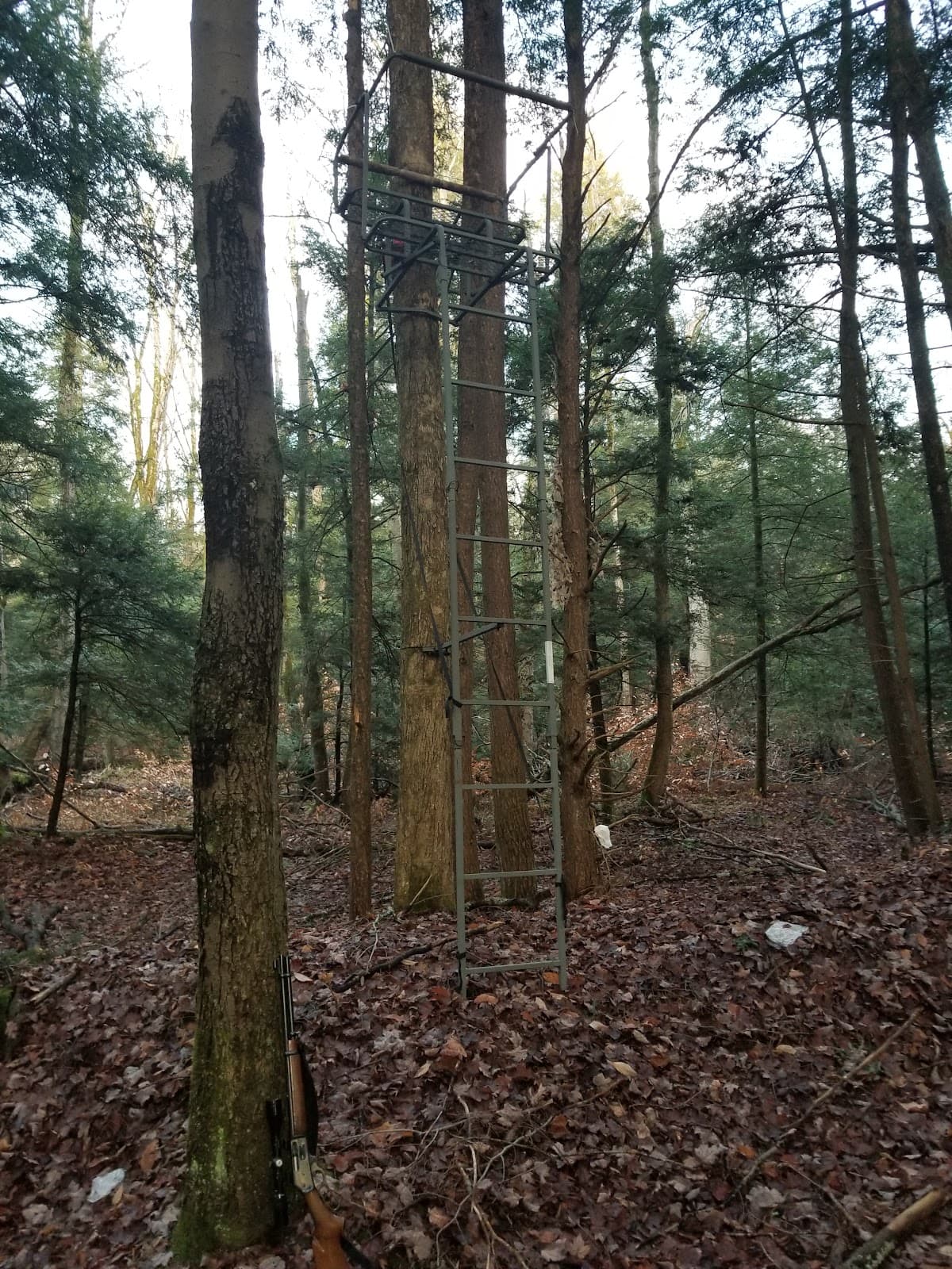 Spring Creek