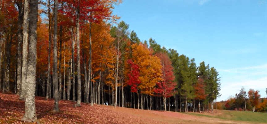 Tall Pines Players Club